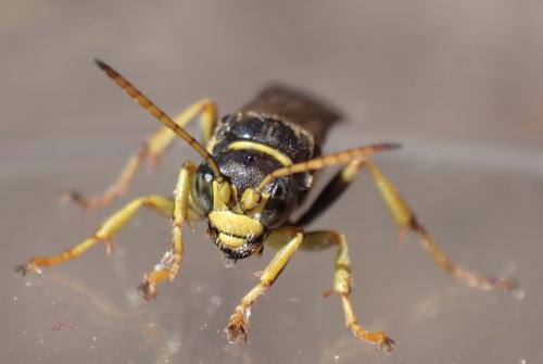 Gorytes laticinctus